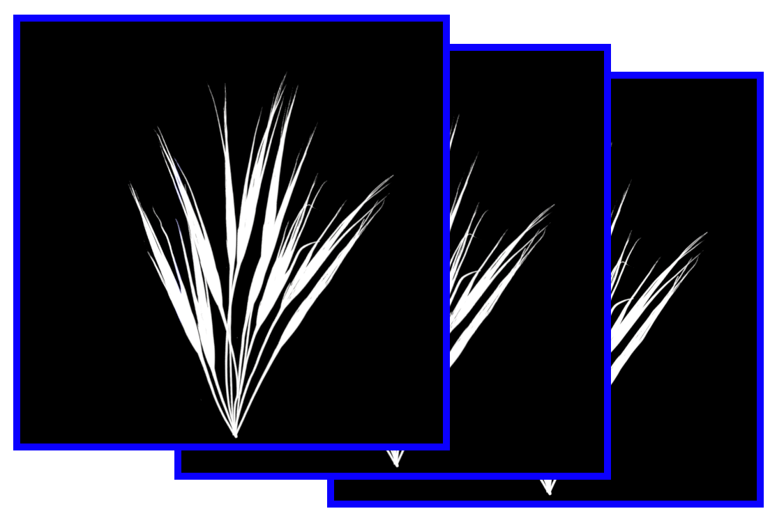 Three grass cards overlap each other, causing the alpha of the overlapped cards to not be calculated